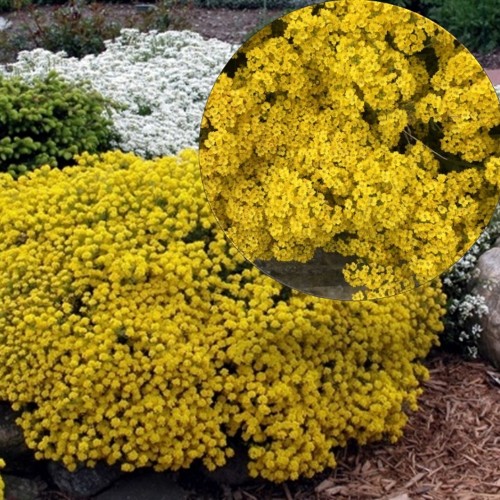 Aurinia saxatilis 'Compacta' - Kalju-kuldkilbik 'Compacta' P9/0,55L